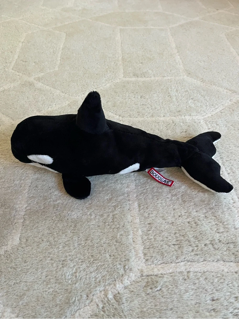 Douglas Spout Orca Whale